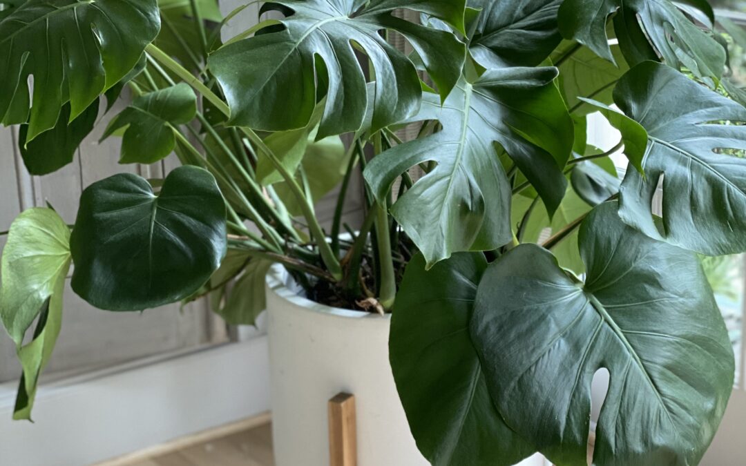 Monstera Deliciosa Care: Big Vibes, Easy Living