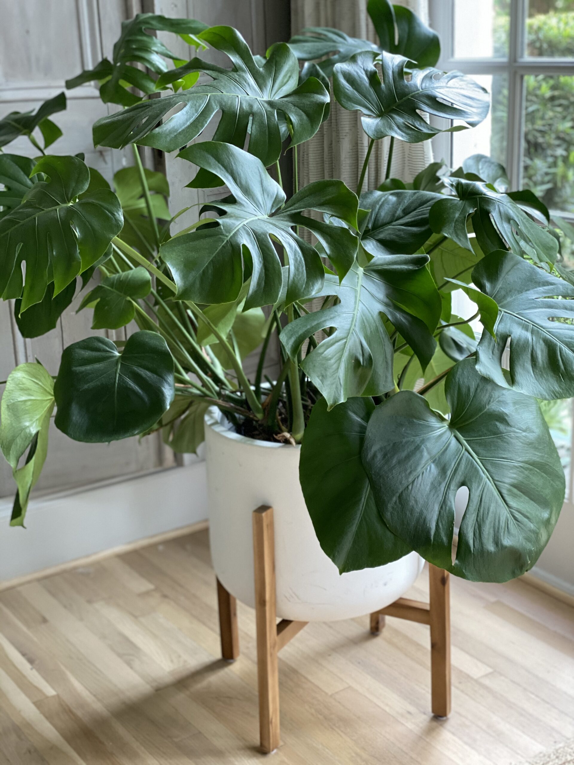 Monstera Deliciosa Care: Big Vibes, Easy Living